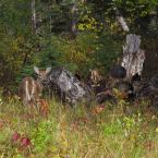 Fox, Deer & Moose
 / Лисы, олени и лось
